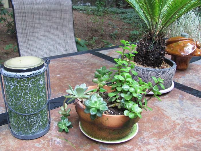 Clay pots, planters, live plants
