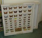 Butterfly cigarette cards from England