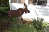 This handsome metal art moose stands ready to watch over your garden.