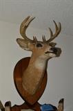 deer taxidermy