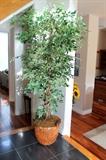 HUGE silk tree