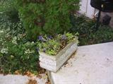 small cement planter.