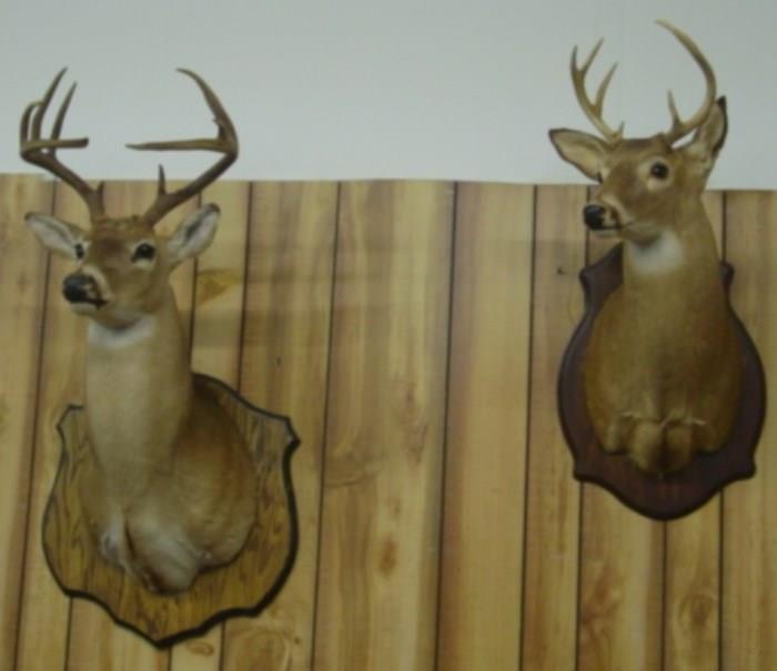 Mounted Deer Heads