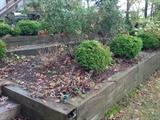 Boxwoods and railroad ties