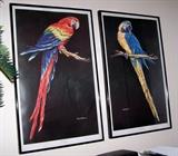 Barry Barnett Parrot Posters-