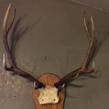 Elk Rack Mount