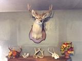 White Tail Deer Trophy Mount