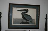 Pelican Picture