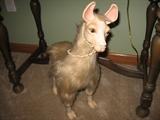 Porcelain Llama