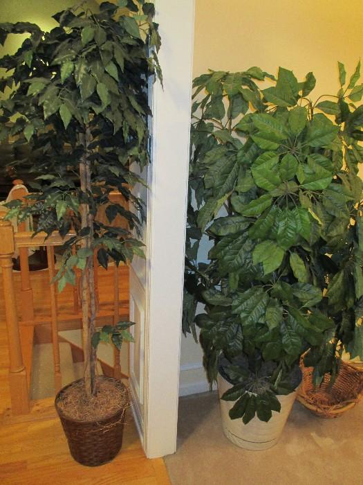 Potted Silk Trees