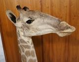 Lot 147  -  Giraffe Taxidermy Mount.  Head and Neck on wood Base.-- Dimensions:  H: 68 inches: W: 22 inches: D: 45 inches --- 