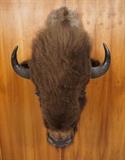 Lot 152  -  American Bison Shoulder Mount Trophy.  Taxidermy.-- Dimensions:  H: 46 inches: W: 28 inches: D: 40 inches --- 