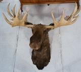 Lot 153  -  Alaskan Yukon Moose Shoulder Mount Trophy.  Taxidermy.  Large.-- Dimensions:  H: 59 inches: W: 65 inches: D: 46 inches --- 