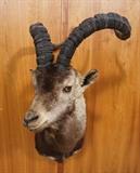 Lot 155  -  Spanish Ibex Shoulder Mount Trophy.  Taxidermy.-- Dimensions:  H: 33 inches: W: 20 inches: D: 23 inches --- 