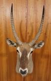 Lot 157  -  Common Waterbuck Shoulder Mount Trophy.  Taxidermy.-- Dimensions:  H: 48 inches: W: 21 inches: D: 31 inches --- 