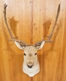 Lot 158  -  European Fallow Deer Shoulder Mount Trophy.  Taxidermy. -- Dimensions:  H: 45 inches: W: 30 inches: D: 24 inches --- 