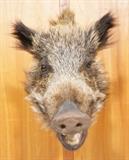 Lot 159  -  Boar Shoulder Mount Trophy.  Taxidermy. -- Dimensions:  H: 16 inches: W: 12 inches: D: 16.5 inches --- 