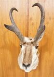 Lot 160  -  Pronghorn Antelope Shoulder Mount Trophy.  Taxidermy. -- Dimensions:  H: 30 inches: W: 12 inches: D: 21 inches --- 