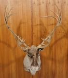Lot 161  -  Alaskan Barren Ground Caribou Shoulder Mount Trophy.  Taxidermy. -- Dimensions:  H: 59 inches: W: 42 inches: D: 45 inches --- 