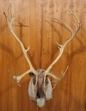 Lot 162  -  Alaskan Barren Ground Caribou Shoulder Mount Trophy.  Taxidermy. -- Dimensions:  H: 68 inches: W: 44 inches: D: 45 inches --- 