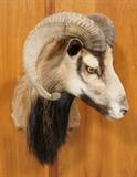 Lot 163  -  European Mouflon Sheep Shoulder Mount Trophy.  Taxidermy. -- Dimensions:  H: 21 inches: W: 18.5 inches: D: 21 inches --- 