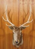 Lot 164  -  Rocky Mountain Elk Shoulder Mount Trophy.  Taxidermy. -- Dimensions:  H: 66 inches: W: 36 inches: D: 38 inches --- 