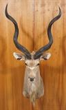 Lot 165  -  Southern Greater Kudo Shoulder Mount Trophy.  Taxidermy. -- Dimensions:  H: 68 inches: W: 32 inches: D: 36 inches --- 