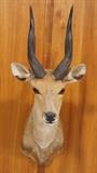 Lot 166  -  Chobe Bushbuck Shoulder Mount Trophy.  Taxidermy. -- Dimensions:  H: 30 inches: W: 12 inches: D: 23 inches --- 
