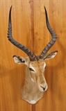 Lot 167  -  Southern Impala Shoulder Mount Trophy.  Taxidermy. -- Dimensions:  H: 16 inches: W: 40 inches: D: 23.5 inches --- 