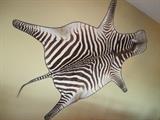 Zebra pelt from Nairobi