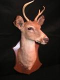 Mounted deer buck head, 3 pointer, by Schwarze Studios