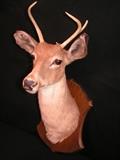 Mounted deer buck head, 3 pointer, by Schwarze Studios
