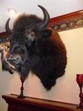 XL BISON HEAD MOUNT