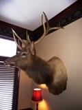 12 POINT ELK HEAD & SHOULDER MOUNT