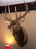 12 POINT ELK HEAD & SHOULDER MOUNT