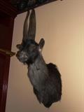 HORNED GOAT HEAD MOUNT