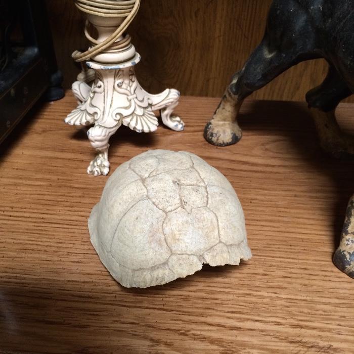 box turtle shell, vintage cast claw foot lamp