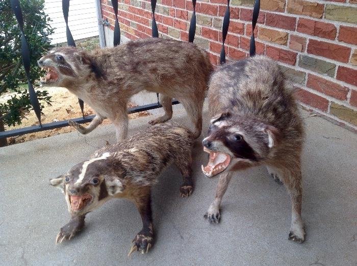 VINTAGE TAXIDERMY RACCOONS and BADGER