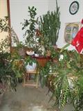 Living plants: cathedral cactus, Christmas cactu, Jade plant, aloe, etc.