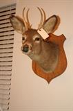 Deer Head