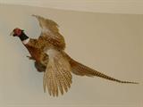 Our stuffed Pheasant