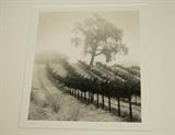 Lot 381:  MICHAEL KENNA Photograph. "Knights Valley Vineyard, California USA. 14/45. Pencil signed. stamped. signed front & back: Dimensions:  Image Size: H: 8 inches: W: 7.5 inches --- 
