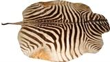 Lot#123, ZEBRA SKIN RUG, W 6'7", L 8'3"Full bodied zebra skin rug, less the head, measuring L. 8 ft. 3 x 6 ft. 7.