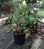 Camelia Japonica plant in 20" pot