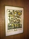 French Botanical Print 