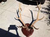 1935 nice elk rack 6x6 with papers Ohio rack