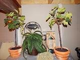 artificial fig plants in terra cotta bowls