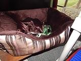 brand new small dog bed, pink and chocolate brown 