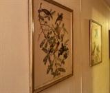 J.J. Audubon Litho Rose-Breasted Song Grosbeak