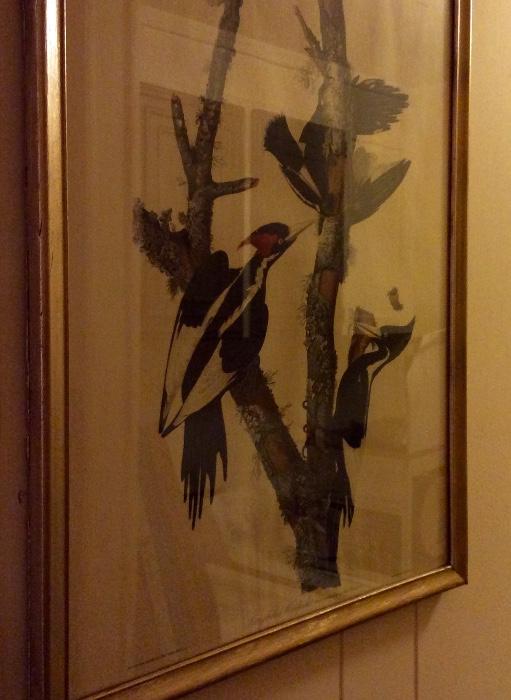 J.J. Audubon Litho Ivory Billed Woodpecker